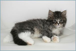 Male Siberian Kitten from Deedlebug Siberians